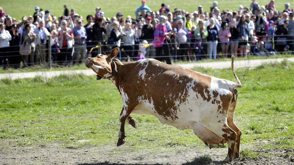 lehmä lehmät kesälaidun viikki