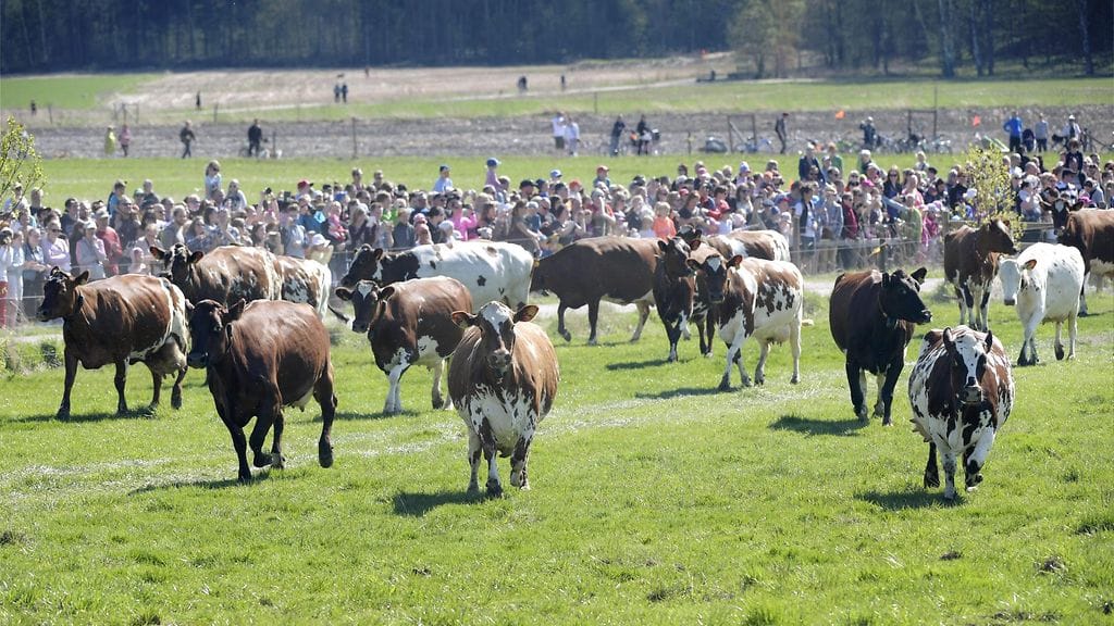 lehmä lehmät kesälaidun viikki (2)