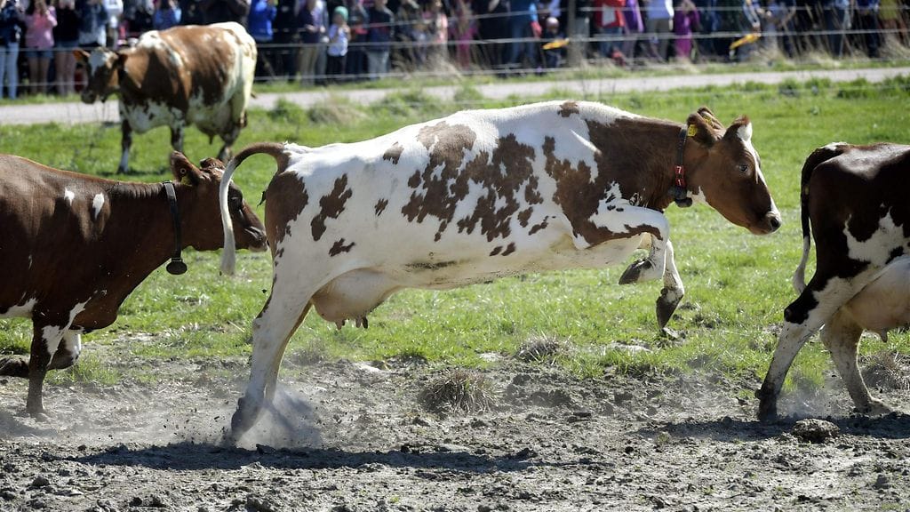 lehmä lehmät kesälaidun viikki (3)