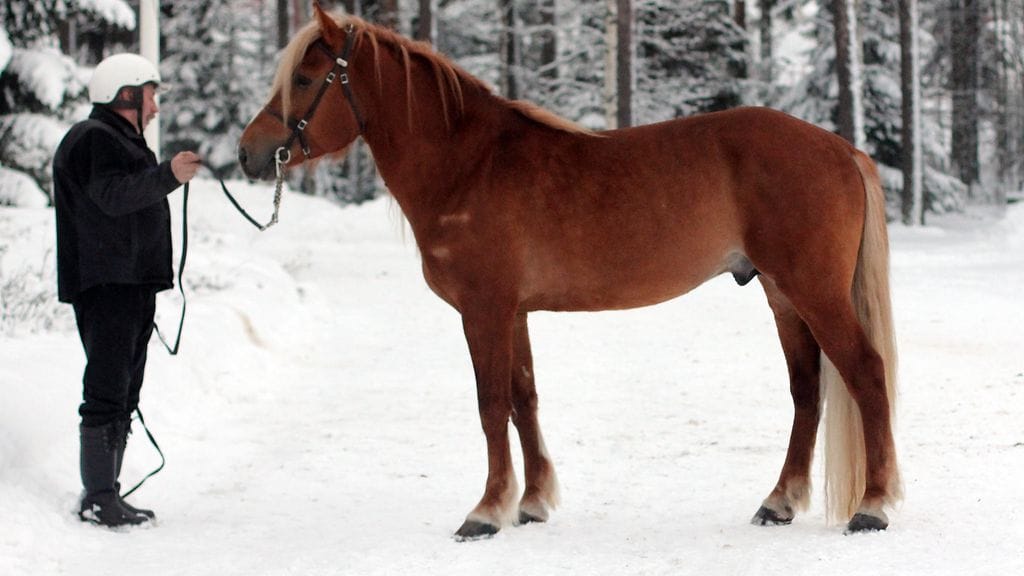 H.V. Tuuri on Turun Toto4-kierroksen vihjeiden varma.