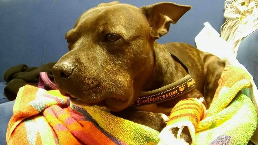 Koiran kuono turpoaa moninkertaiseksi kyyn purtua. Kuvassa turvotus ei ole vielä pahimmillaan.