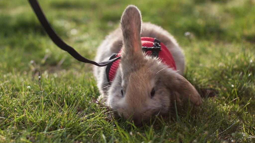 Lemmikkikanit kannattaa pitää sisätiloissa siihen asti, kunnes villikanien kuolmista saadaan tarkempaa tietoa.