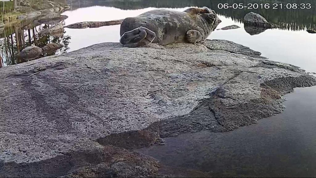 Toinen norppaliven tähdistä on koodinimellä Phs106 tunnettu uros. Norpat tunnistetaan turkin kuvioinnista.