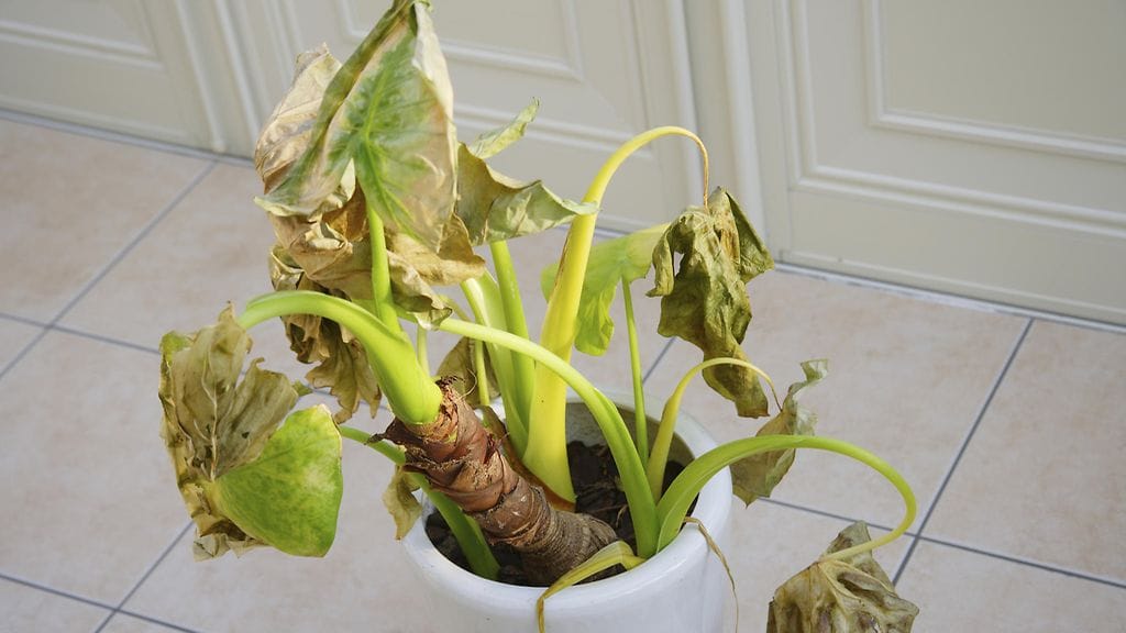 Jos huonekasvisi näyttävät tältä, ensimmäisenä kannattaa sijoittaa suurempaan ruukkuun.