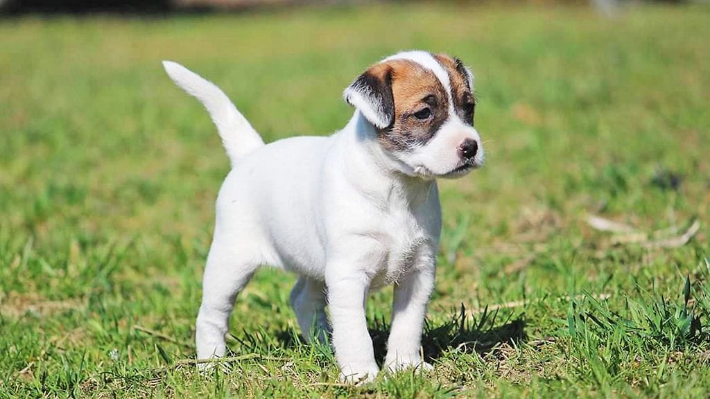 Kuuro koira etsii kotia.