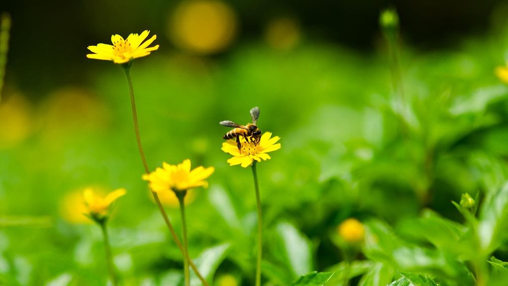 Pistiäisallergikon kannattaa pitää adrenaliini-injektori, antihistamiinit ja kännykkä aina mukana.