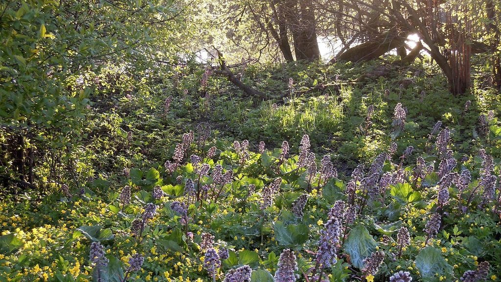 Etelänruttojuuria ja keltavuokkoja Vantaanjoen varressa Helsingissä 6. toukokuuta 2016.