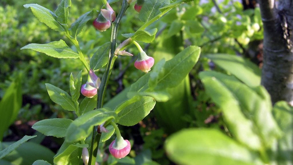 Mustikka kukki Vantaalla viime vuonna 11. toukokuuta 2016. Se oli poikkeuksellisen varhain Etelä-Suomessakin.