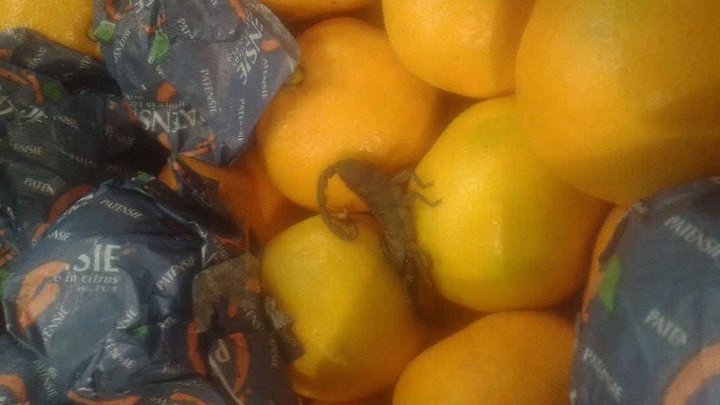 Imatralaisen Anneli Tähtisen kauppareissu sai yllättävän käänteen, kun satsumien seasta pilkisti skorpioni.