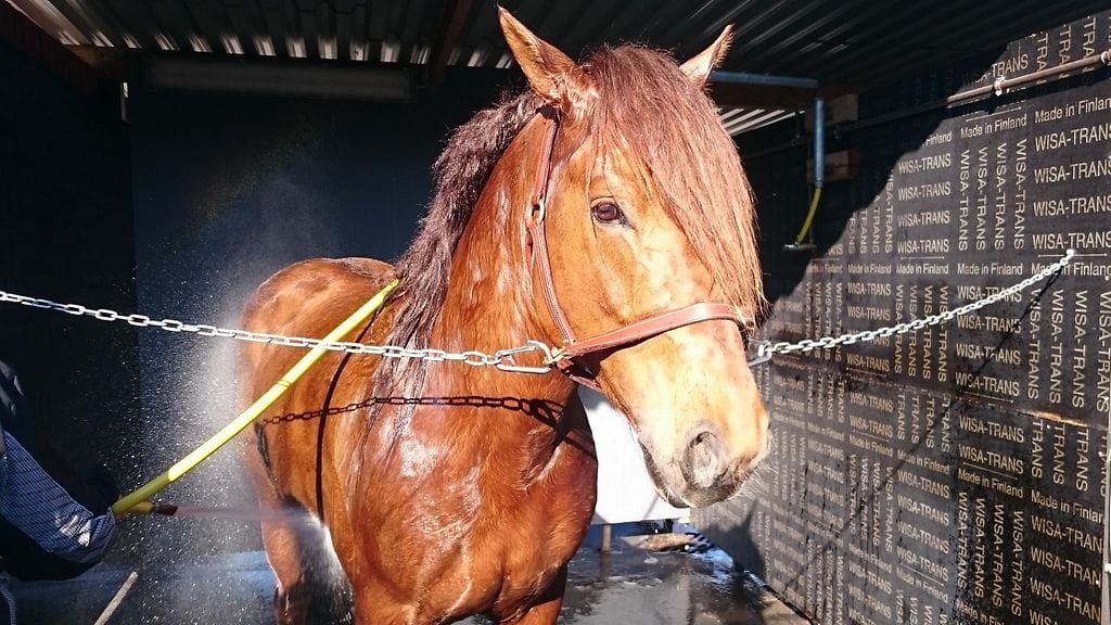 Mysteerio nauttii pesustaan.