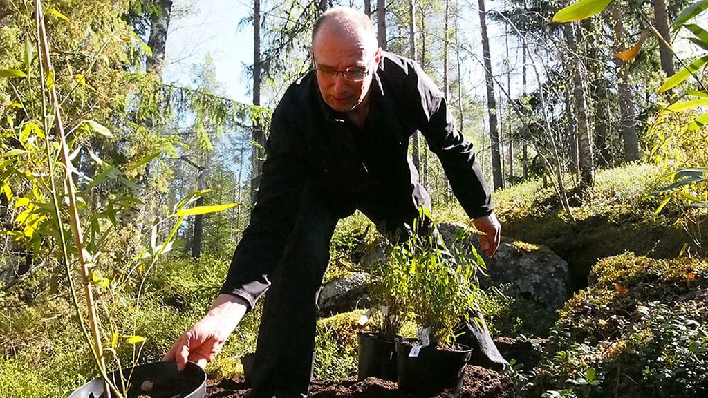 Jari Luokkakallio istutti bambuja Ähtärin Eläinpuiston alueelle 12. toukokuuta 2016.