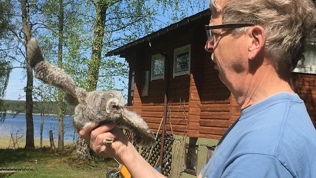 Lehtopöllö, pöllöt, pöllönpoikaset