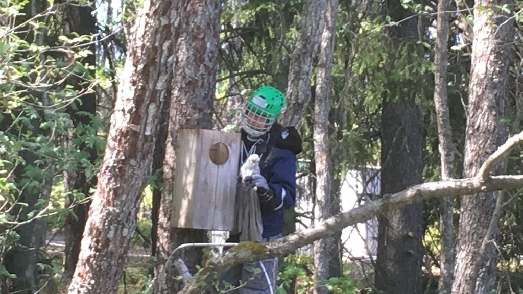 Lehtopöllö, rengastus, rengastaja, pöllöt