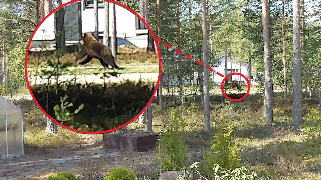 Haminassa viihtyvästä karhusta saatiin kuva aiemmin tällä viikolla.