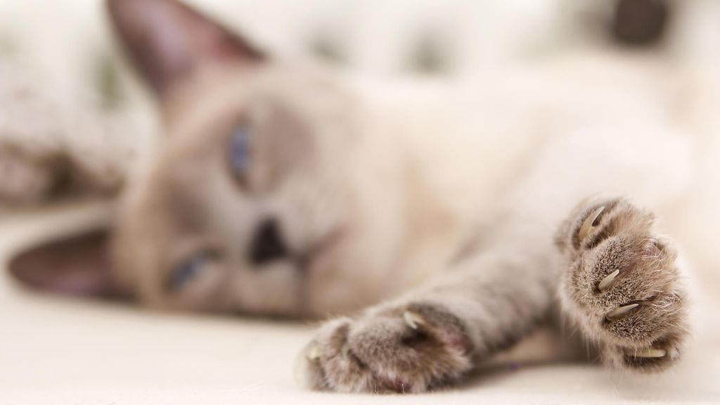 Maailman vanhin kissa on syntynyt vuonna 1986, eli on iältään 30-vuotias.  Kuvituskuva.