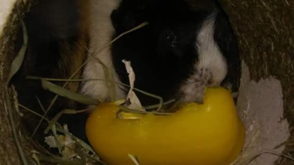 Urosmarsu Kirppu eli kuusivuotiaaksi Helsingin Vuosaaressa Perolan perheessä. Tässä Kirppu syö paprikaa.