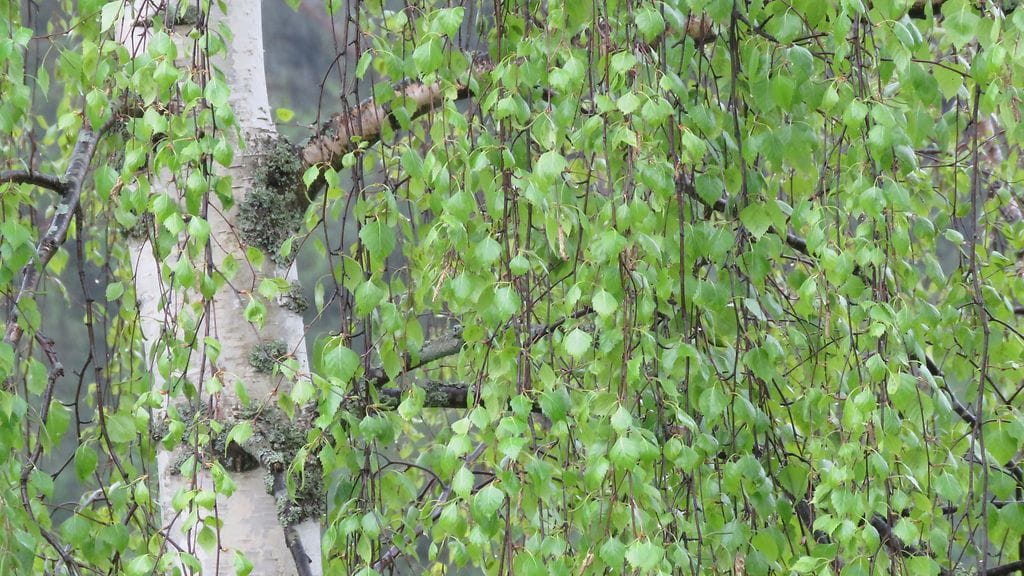 Kevätsateen kastelemia koivulenhtiä Lahdessa.