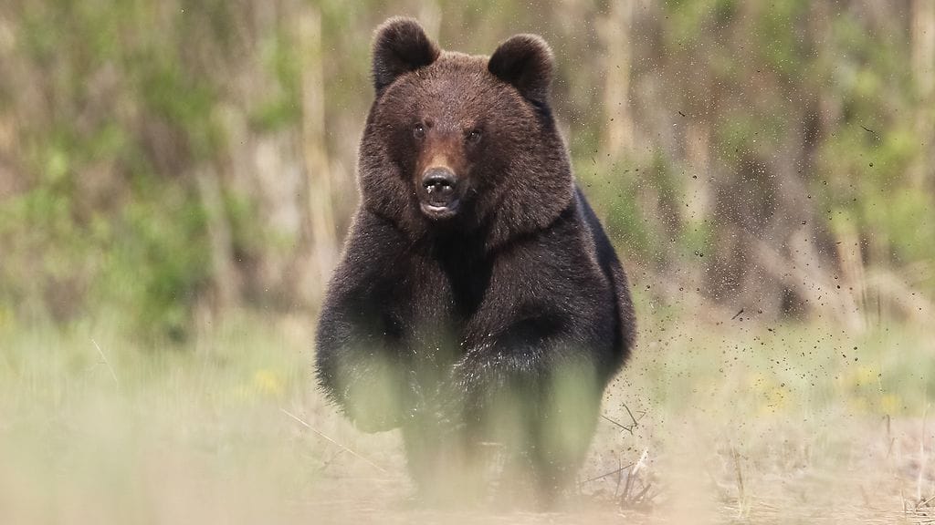Lassi Kujala kuvasi karhun lähietäisyydeltä Kotkan Rantahaassa. Eläin ei huomannut kuvaajaansa, vaan rynnisti suoraan tätä kohti.