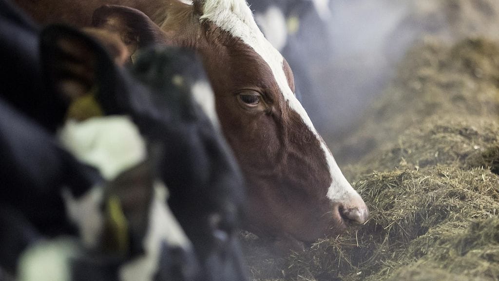 Hyvinkäällä tilaa pyörittänyt mies tuomittiin käräjillä keskiviikkona törkeästä eläinsuojelurikoksesta sekä elintarvikerikkomuksesta kahdeksan kuukauden ehdolliseen vankeuteen. Arkistokuva.