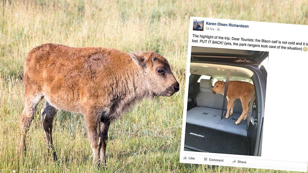 Turistit nostivat vasikan autoon pelastaakseen sen kylmyydeltä. Hyvä teko päättyi kuitenkin lyhyeen.