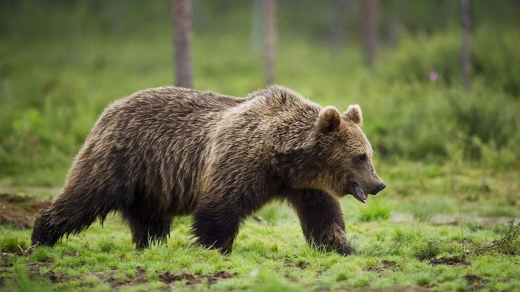 Poliisi sai tänäaamuna ennen aamuseitsemää ilmoituksen mahdollisesta karhusta Lahden Ahtialan kaupunginosassa. Kuvituskuva.