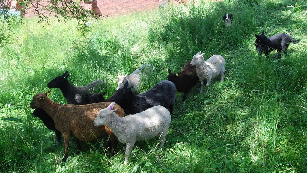 Tältä näytti lammaslauma työssään viime kesänä Hämeen linnan valleilla.