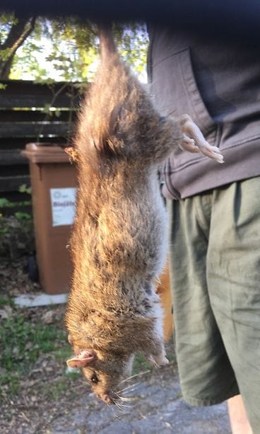 Maria Ylanderin koirat nappasivat perjantaina alkuillasta jättirotan omakotitalon pihalta Helsingin Pakilasta.