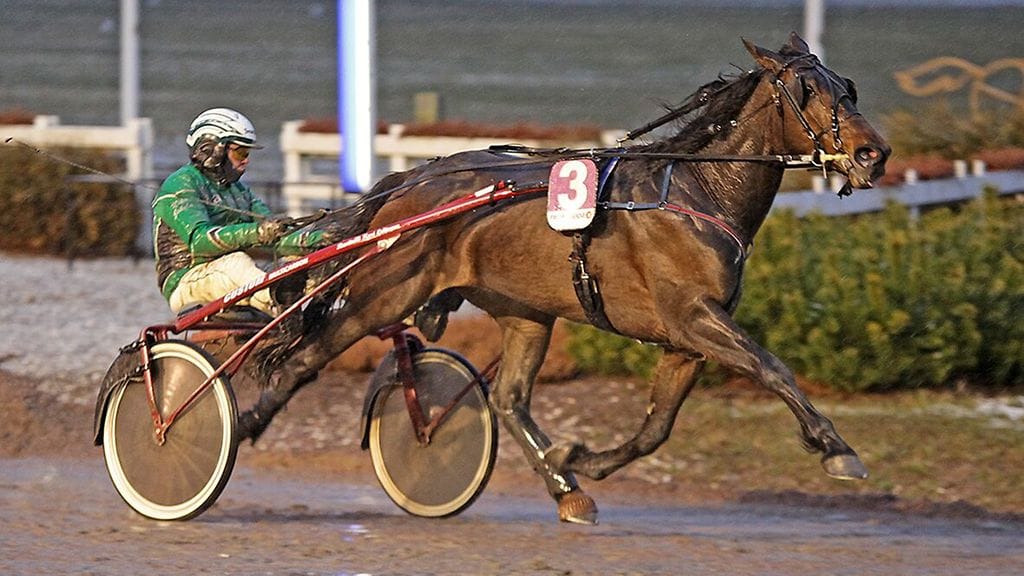 Hamis Fameraiser on voittanut tänä vuonna lähes puolet kilpailuistaan. Niko Jokela on viime aikoina vastannut ohjastuksesta valmentaja Kari Lehtosen sijaan.