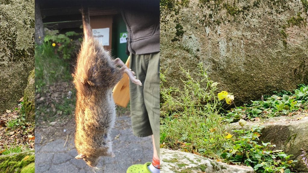 Maria Ylanderin koirat nappasivat perjantaina alkuillasta jättirotan omakotitalon pihalta Helsingin Pakilassa.