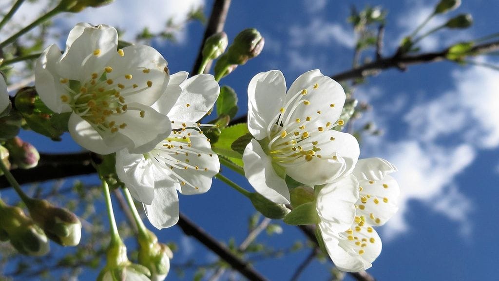 Kesä on tänä vuonna aikaisessa keskimääräiseen verrattuna. Kuva: Hilkka Tikka, Lahti
