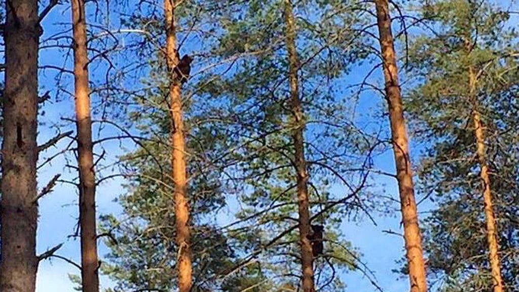 Karhut tallentuivat videolle Joensuussa. Kuva: Lauri Tukiainen