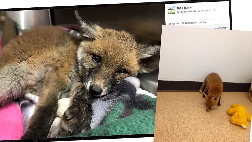 Vakavasti loukkaantunut kettu selviytyi hyvän hoidon ansiosta.