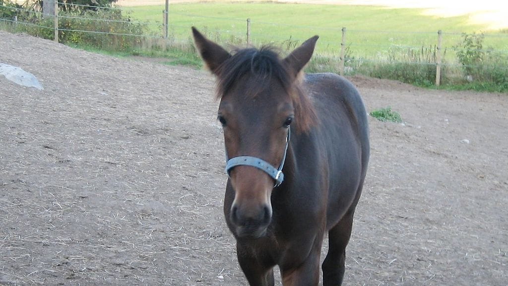 Uskoisitko että tästä luppakorvasta kasvaisi 170cm korkea Toto65-voittaja?