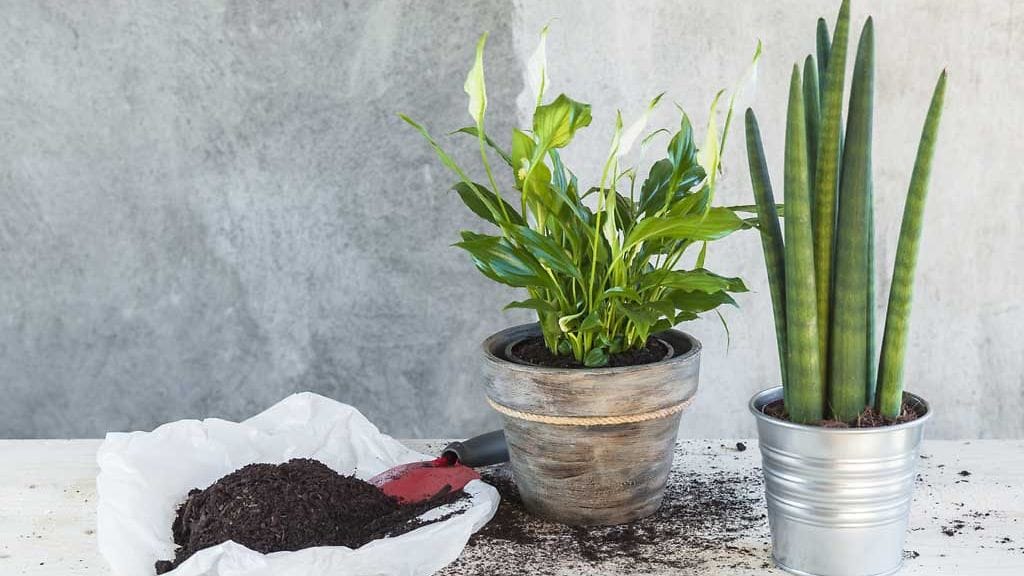 Viirivehka kukkii kauniisti.