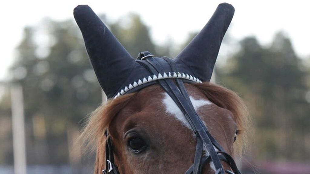 Suolan kilpailuvarusteet eli ääntä eristävät korvahuput ja voimakas Cresendo-kuolain kielivät siitä että virtaa on riittämiin.