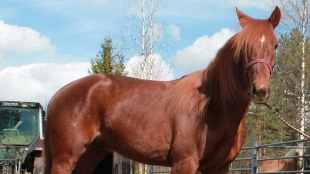 Giampaolo Poof nähdään tänään Mikkelissä Toto4-kierroksella.