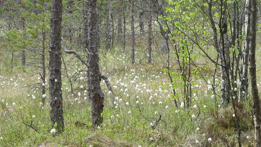 Tapaturma sattui vaikeakulkuisella suoalueella Valkeakoskella. Kuvituskuva.