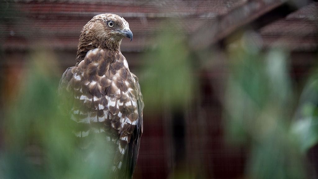 Mehiläishaukka, haukka, mehiläishaukat, haukat