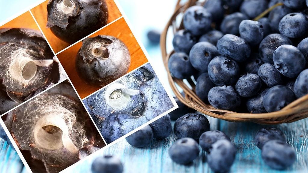 Mustikan sisältä löytyi hyytävä yllätys.