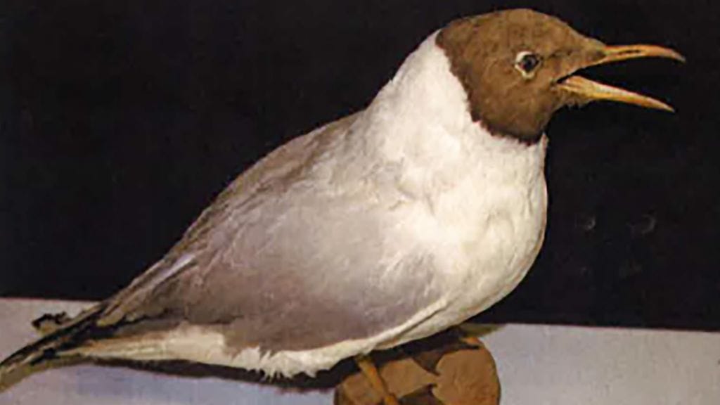 täytetyt eläiment_0004_Layer 4