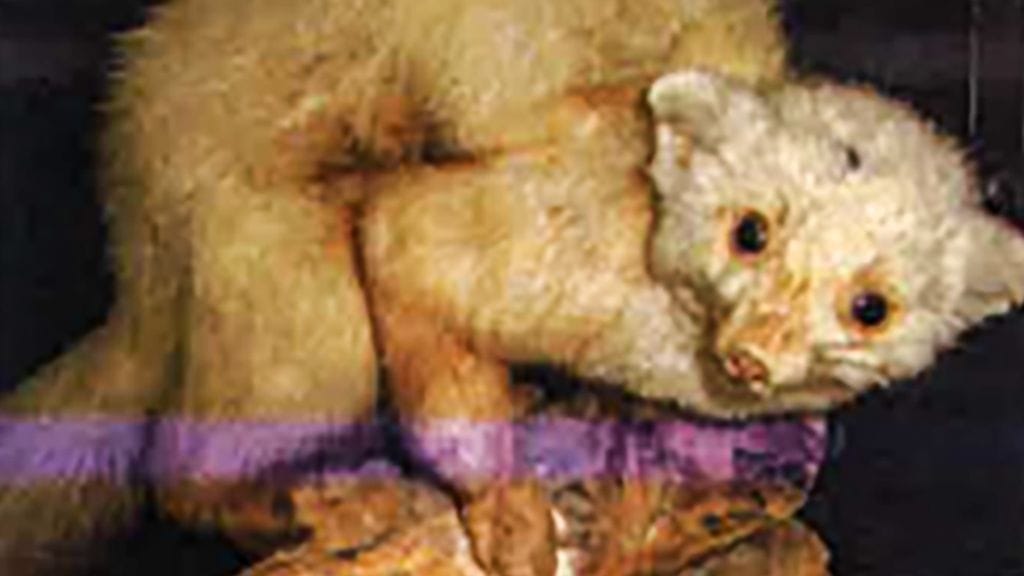 täytetyt eläiment_0005_Layer 3