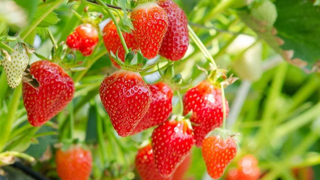 Ensimmäiset mansikat kypsyvät Etelä-Suomessa jo muutaman viikon kuluttua.