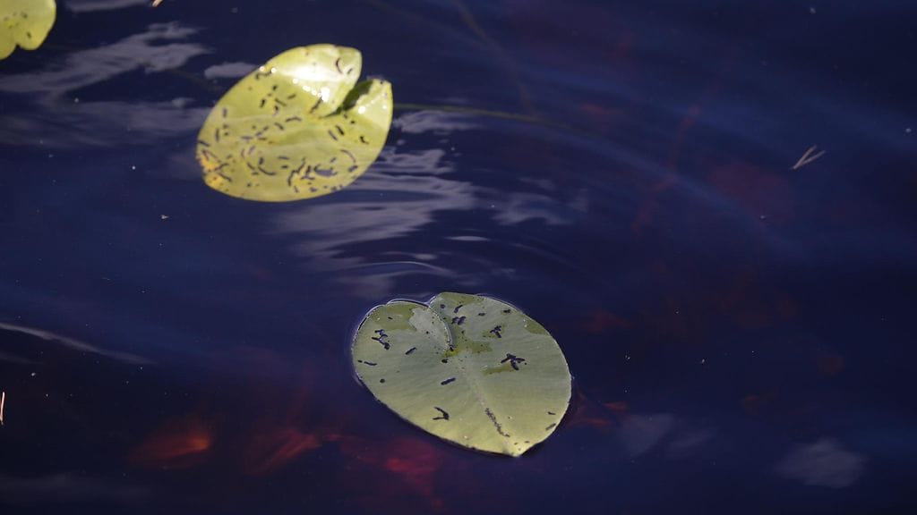 Pelastuslaitos sai hälytyksen noin puoli kaksi.