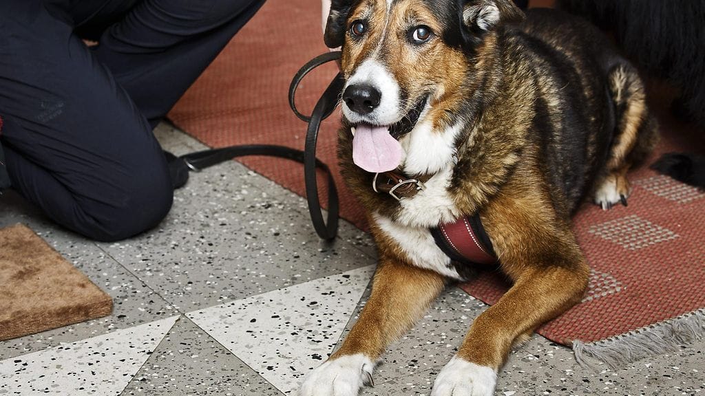 Koirien kiinnipitoaika jatkuu 20. elokuuta saakka. Kuvituskuva.