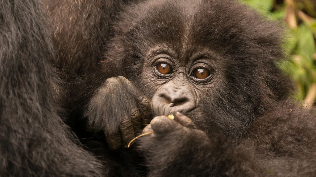 Kuvan gorilla ei liity tapaukseen, vaikka söpö onkin.