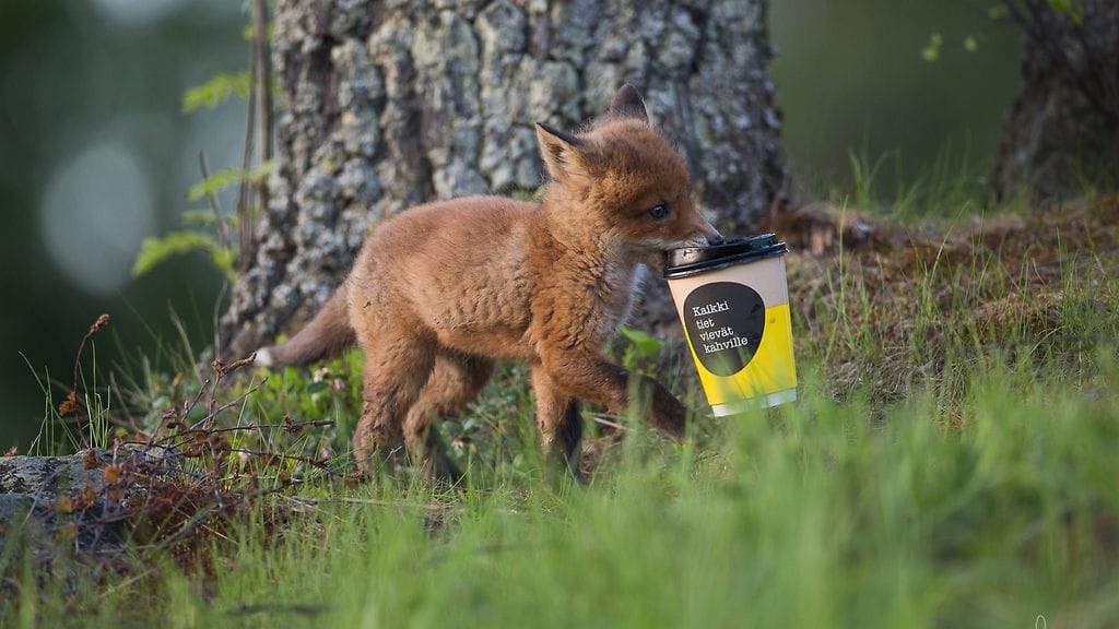 Suloinen ketunpoikanen kantoi ylpeänä kahvikuppiaan.