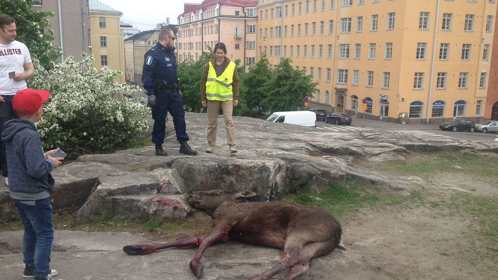 Hirvi Helsingin keskutassa 26.5.2016