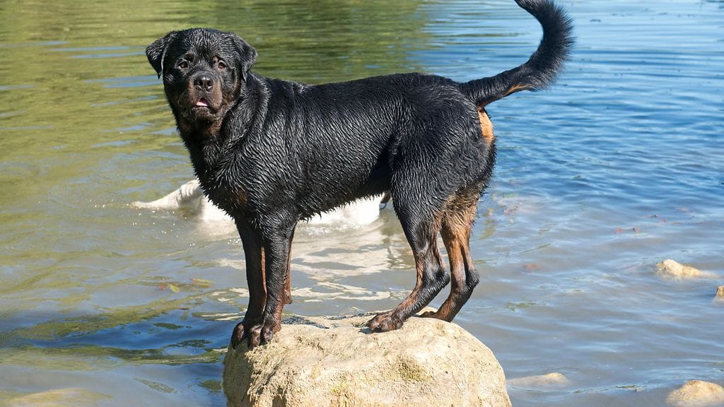 Lopetettavaksi määrätty rottweiler saa hovioikeuden päätöksellä jäädä henkiin. Kuvan rottweiler ei liity tapaukseen.