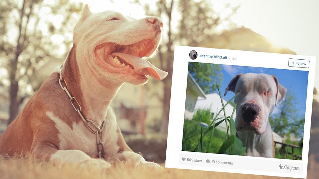 Sokea koira on elää tavallista koiran elämää vammastaan huolimatta.