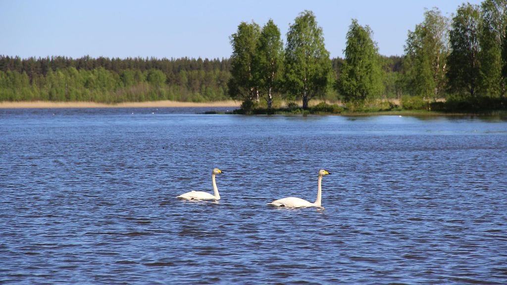 sinikka kujala utajärven ahmasjärvi